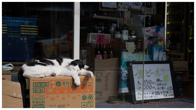 猫写真家に学ぶ撮影術